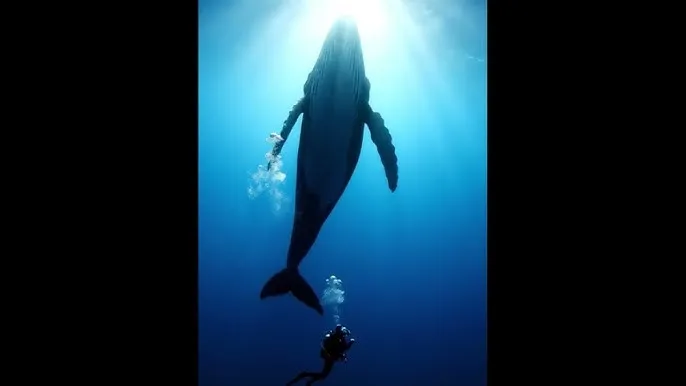 门第下载 - 深蓝星球：探索海洋深处的未知世界